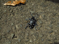 Anoplophora chinensis
