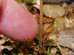 Corybas cryptanthus