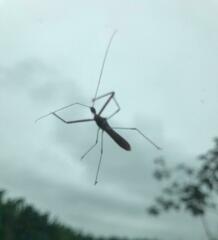 Zelus cervicalis
