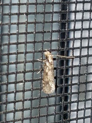 Amydria effrenatella