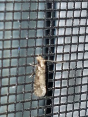 Amydria effrenatella