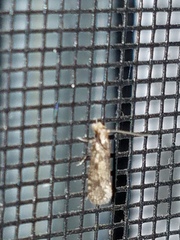 Amydria effrenatella