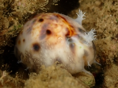 Lyncina lynx