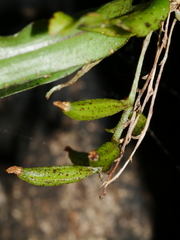 Drymoanthus flavus