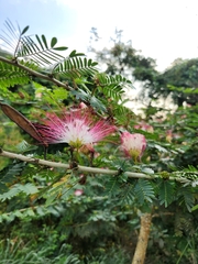 Calliandra surinamensis