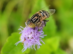 Eristalinus megacephalus
