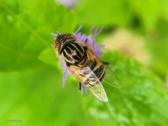 Eristalinus megacephalus
