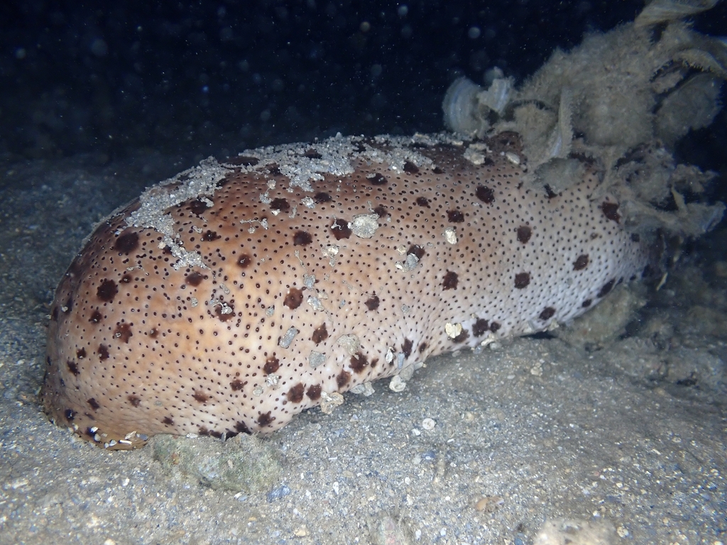 Bohadschia maculisparsa