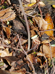 Corybas cryptanthus