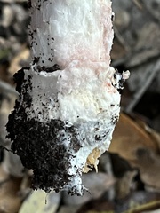 Amanita novinupta