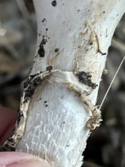 Amanita novinupta