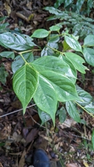 Lasianthus hispidulus