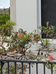 Gavicalis fasciogularis