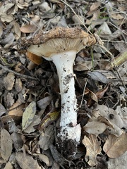 Amanita novinupta