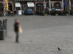 Columba livia domestica