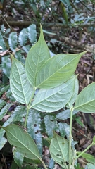 Lasianthus hispidulus