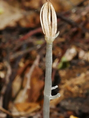 Corybas cryptanthus
