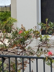 Gavicalis fasciogularis