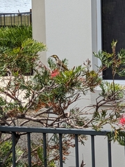 Gavicalis fasciogularis