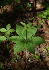 Paris verticillata