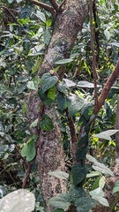 Piper taiwanense