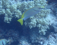 Siganus doliatus