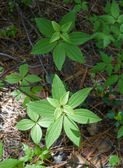 Paris verticillata