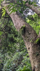 Phlegmariurus carinatus