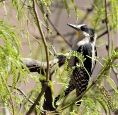 Melanerpes cactorum