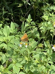 Argynnis hyperbius hyperbius