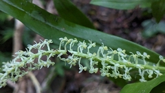 Liparis condylobulbon