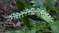 Liparis condylobulbon