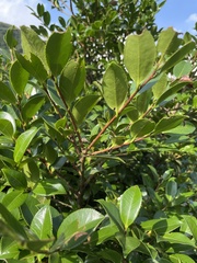 Theaceae