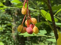 Oemleria cerasiformis