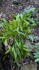 Liparis condylobulbon