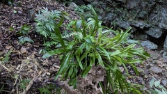 Liparis condylobulbon