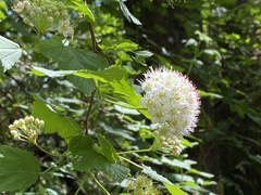 Physocarpus capitatus