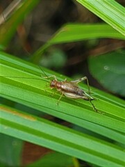 Anaxipha exigua