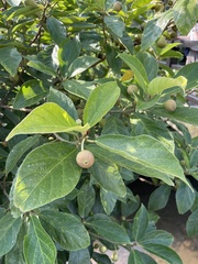 Ficus erecta beecheyana