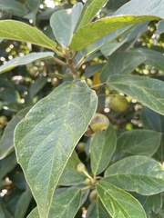 Ficus erecta beecheyana