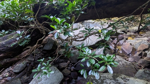 Fagraea ceilanica