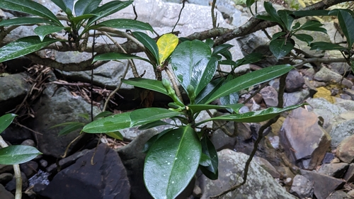 Fagraea ceilanica