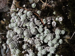 Leucogenes grandiceps