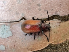 Ecnolagria rufescens
