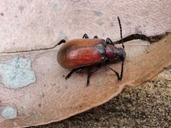 Ecnolagria rufescens