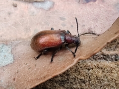 Ecnolagria rufescens