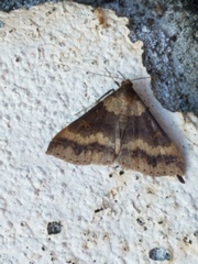 Renia discoloralis