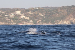 Balaenoptera edeni