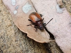 Ecnolagria rufescens