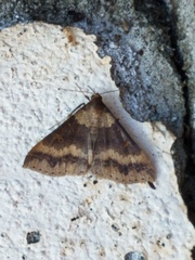 Renia discoloralis